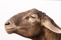 Brown sheep head on white Royalty Free Stock Photo