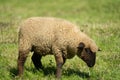 Brown sheep lamb in a lush meadow Royalty Free Stock Photo