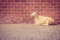 Brown sheep laying down on concrete floor with red brick wall in the background.