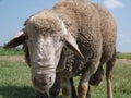 Brown sheep with long ears
