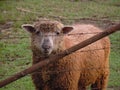 Brown sheep looking through the fence Royalty Free Stock Photo