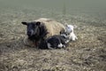 Brown sheep mother with her lambs at the farm in springtime