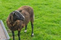 Brown sheep standing in the grass field close up