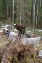 Brown sheep standing on a tree stump withe other sheeps around h Royalty Free Stock Photo