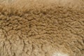 Brown sheep wool