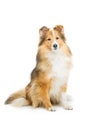 Brown sheltie dog Royalty Free Stock Photo