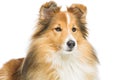 Brown sheltie dog Royalty Free Stock Photo