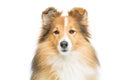 Brown sheltie dog Royalty Free Stock Photo