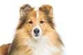 Brown sheltie dog Royalty Free Stock Photo