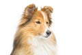 Brown sheltie dog Royalty Free Stock Photo