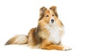 Brown sheltie dog Royalty Free Stock Photo