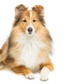 Brown sheltie dog Royalty Free Stock Photo