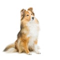 Brown sheltie dog Royalty Free Stock Photo