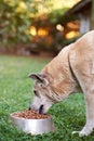 Brown shepherd eating in metal bowl