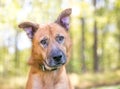 A brown Shepherd mixed breed dog listening with a head tilt