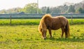 Brown shetland pony grazing in a pasture, portrait of a horse standing in a meadow Royalty Free Stock Photo