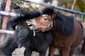 Brown Shetland pony showing love to black pony outside. Two horses  in spring. Royalty Free Stock Photo