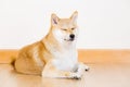 Brown shiba Royalty Free Stock Photo