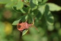 The brown shield bug disguised under the leaf of a plant, sits on a leaf Royalty Free Stock Photo