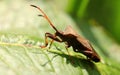 Brown shield bug