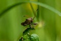 Brown Shield Bug or Stink Bug on a green leaf Royalty Free Stock Photo