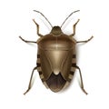 Brown shield bug