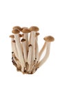 Brown shimeji mushroom