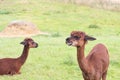 brown shorn alpaca stands on a meadow and looks into the camera