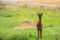 brown shorn alpaca stands on a meadow and looks into the camera