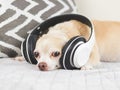 brown short hair chihuahua dog lying down in bed, listen to the music from headphones