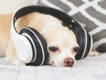 brown short hair chihuahua dog lying down in bed, listen to the music from headphones