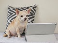 brown short hair Chihuahua dog sitting on bed with pillow and white background , looking on digital tablet screen, watching