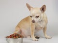 Brown short hair Chihuahua dog sitting beside dog food bowl and ignoring it.Sick or picky Chihuahua dog doesn`t want to eat dog