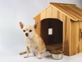 Brown  short hair  Chihuahua dog sitting in  front of wooden dog house with food bowl, looking at camera, isolated on white Royalty Free Stock Photo