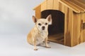 Brown  short hair  Chihuahua dog sitting in  front of wooden dog house, looking at camera, isolated on white background Royalty Free Stock Photo