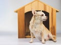 Brown short hair Chihuahua dog sitting in front of wooden dog house, looking sideway, isolated on white background