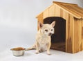 Brown  short hair  Chihuahua dog sitting in  front of wooden dog house with food bowl,  isolated on white background Royalty Free Stock Photo