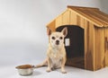 Brown  short hair  Chihuahua dog sitting in  front of wooden dog house with food bowl, looking at camera, isolated on white Royalty Free Stock Photo