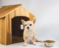 brown short hair Chihuahua dog sitting in front of wooden dog house with food bowl, looking at camera, isolated on white Royalty Free Stock Photo