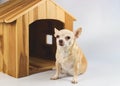 Brown  short hair  Chihuahua dog sitting in  front of wooden dog house, looking at camera, isolated on white background Royalty Free Stock Photo