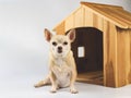 Brown  short hair  Chihuahua dog sitting in  front of wooden dog house, looking at camera, isolated on white background Royalty Free Stock Photo