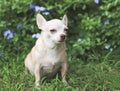 Brown short hair Chihuahua dog sitting on green grass in the garden, looking sideway sadly at camera. Dog behavior concept