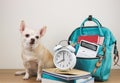 brown short hair chihuahua dog sitting on wooden table and white background with green school backpack with school supplies and Royalty Free Stock Photo