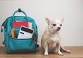 brown short hair chihuahua dog sitting on wooden table and white background with green school backpack with school supplies. Royalty Free Stock Photo