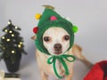 Brown  short hair Chihuahua dog wearing Christmas tree  hat sitting and looking at camera with   Christmas tree  on white backgrou Royalty Free Stock Photo