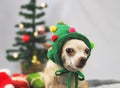 Brown  short hair Chihuahua dog wearing Christmas tree  hat sitting and looking at camera with  green gift boxes and Christmas Royalty Free Stock Photo