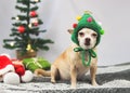 Brown  short hair Chihuahua dog wearing Christmas tree  hat sitting and looking at camera with  green gift boxes and Christmas Royalty Free Stock Photo