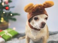Brown  short hair Chihuahua dog wearing reindeer horn  hat sitting  with  green gift boxes and Christmas tree, looking away. Royalty Free Stock Photo