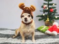 Brown  short hair Chihuahua dog wearing reindeer horn  hat sitting and looking at camera with  green gift boxes and Christmas tree Royalty Free Stock Photo