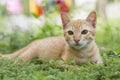 German cat sit on grass Royalty Free Stock Photo